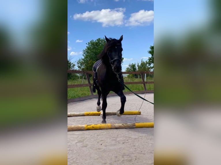 Húngaro Caballo castrado 10 años 153 cm Negro in Erlenbach im Simmental