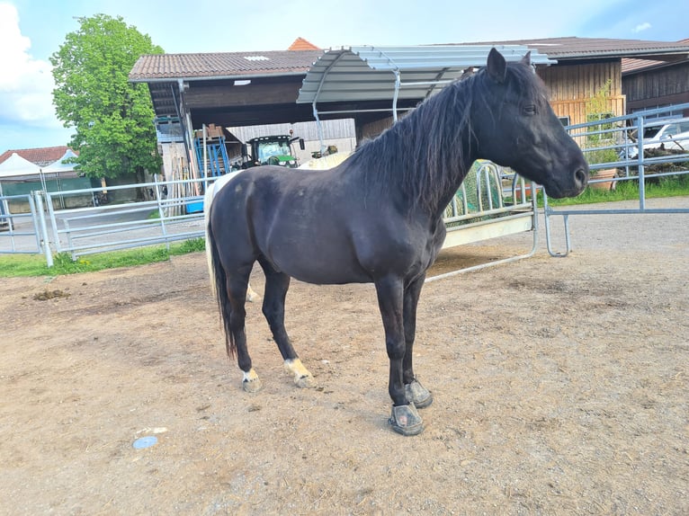 Húngaro Caballo castrado 10 años 153 cm Negro in Erlenbach im Simmental