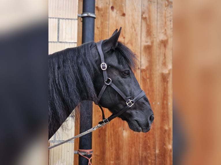 Húngaro Caballo castrado 10 años 153 cm Negro in Erlenbach im Simmental