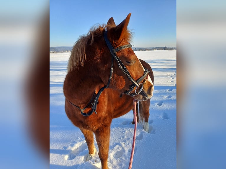 Húngaro Caballo castrado 10 años 154 cm Alazán in Timelkam