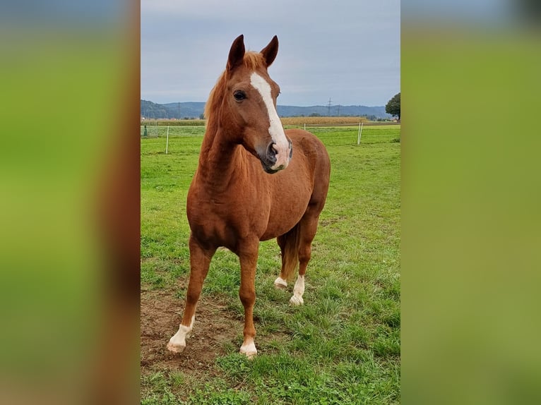 Húngaro Caballo castrado 10 años 154 cm Alazán in Timelkam