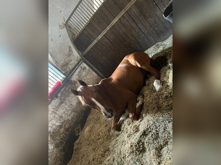 Húngaro Caballo castrado 10 años 155 cm Alazán in Breitenfurt bei Wien