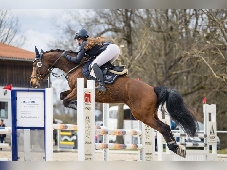 Húngaro Caballo castrado 10 años 160 cm Castaño in Argenb&#xFC;hl