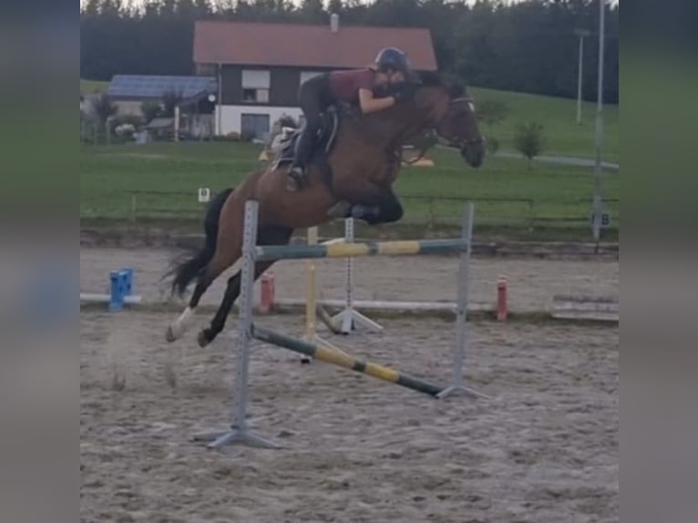 Húngaro Caballo castrado 10 años 160 cm Castaño in Argenb&#xFC;hl