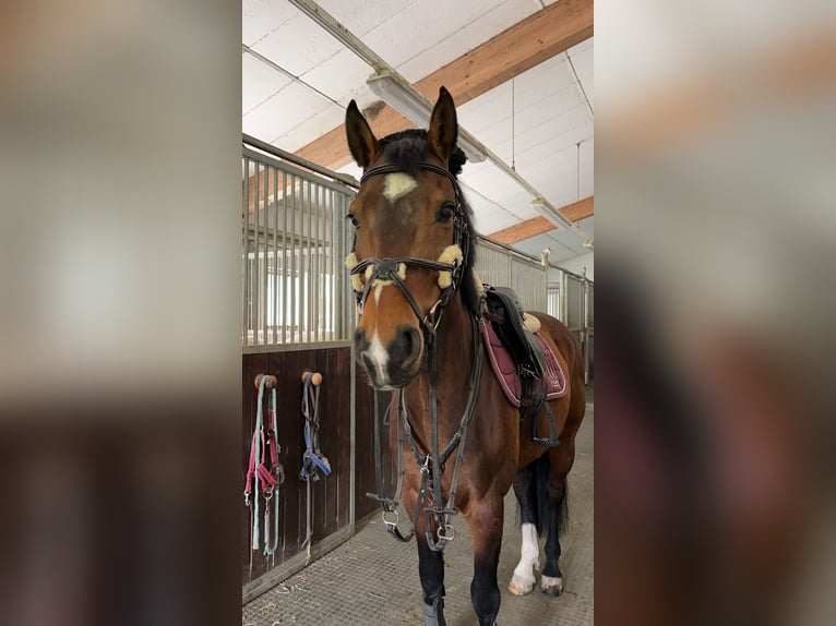 Húngaro Caballo castrado 10 años 160 cm Castaño in Argenb&#xFC;hl