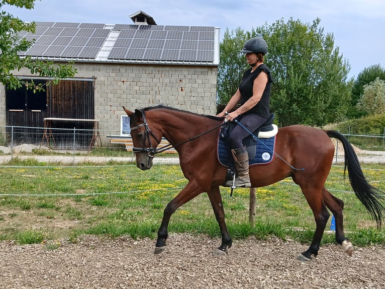 Húngaro Caballo castrado 10 años 163 cm Castaño in Tann