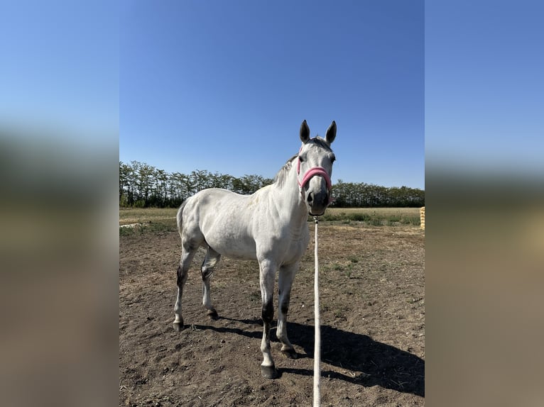 Húngaro Caballo castrado 10 años 167 cm Tordo in Pieleşti