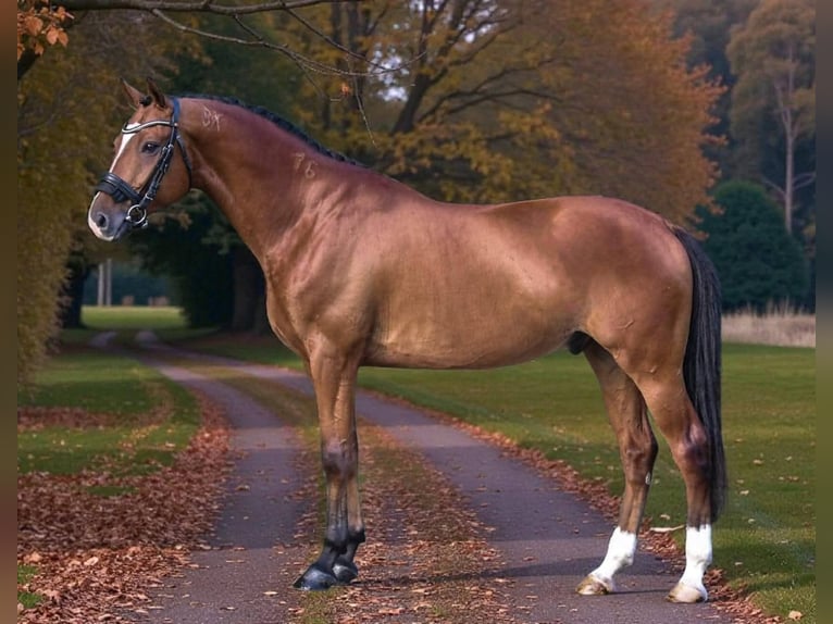 Húngaro Caballo castrado 10 años 168 cm Castaño rojizo in Kecskemét