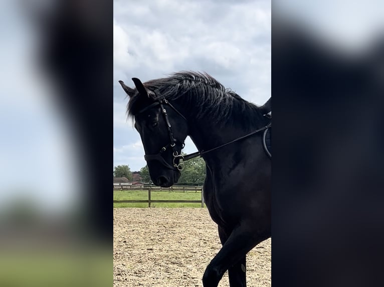 Húngaro Caballo castrado 10 años 169 cm Negro in Assenede