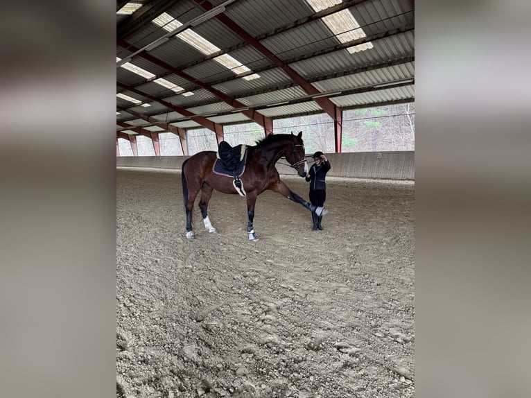 Húngaro Caballo castrado 10 años 180 cm Castaño in Loosdorf