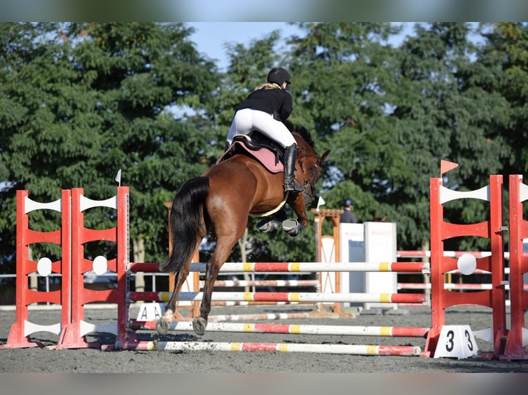 Húngaro Caballo castrado 10 años Castaño in Sarr&#xF3;d