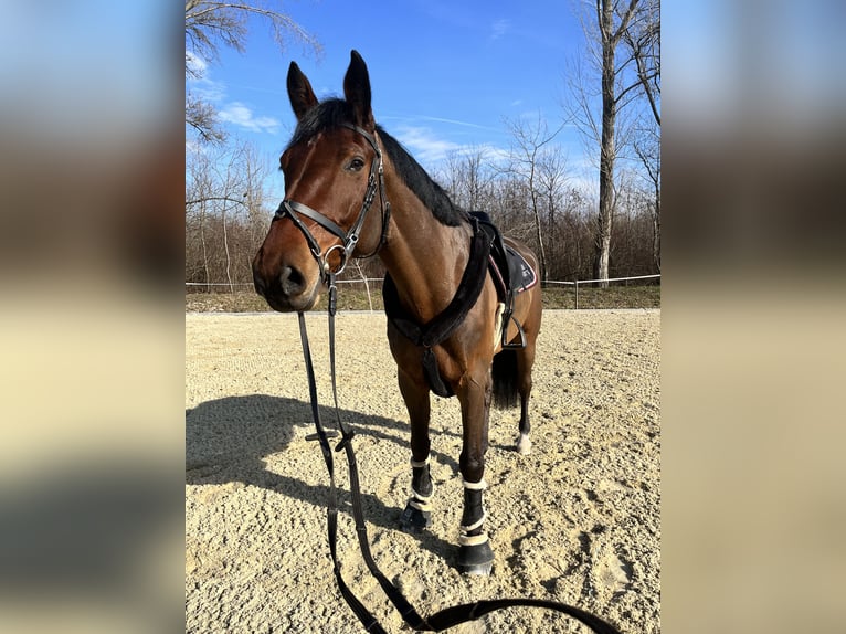 Húngaro Caballo castrado 10 años Castaño in Sarr&#xF3;d