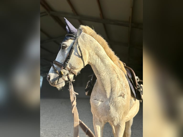 Húngaro Caballo castrado 11 años 140 cm Tordo in Grenzach-Wyhlen