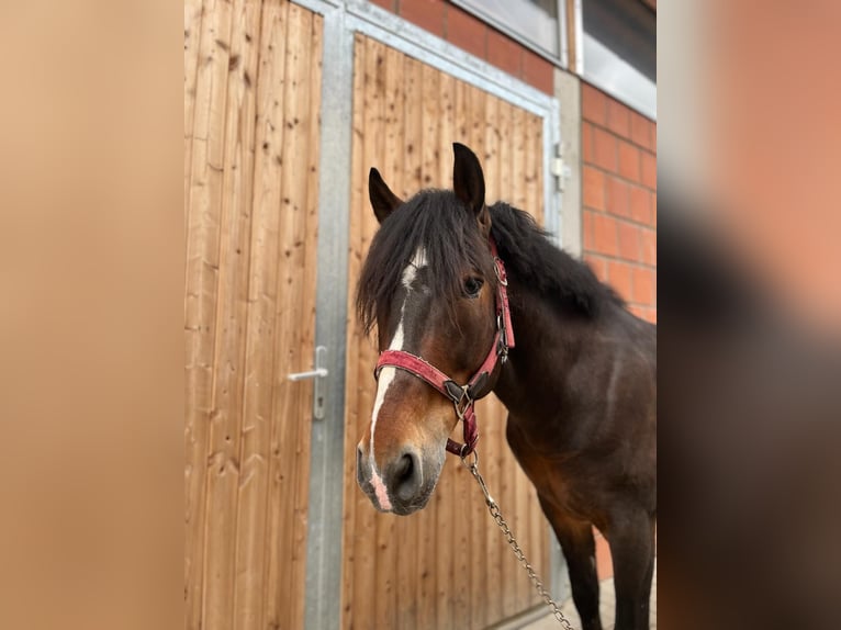 Húngaro Caballo castrado 11 años 142 cm Castaño in Walldorf