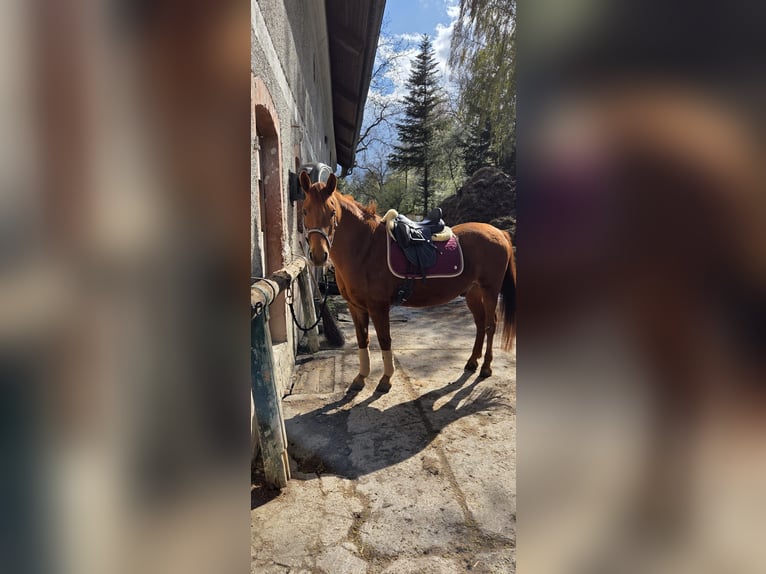 Húngaro Caballo castrado 11 años 150 cm Alazán in Waldzell
