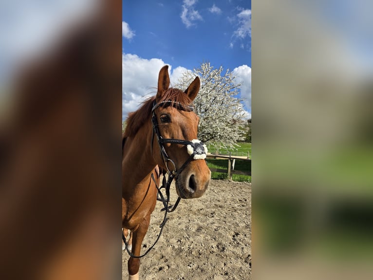 Húngaro Caballo castrado 11 años 150 cm Alazán in Waldzell