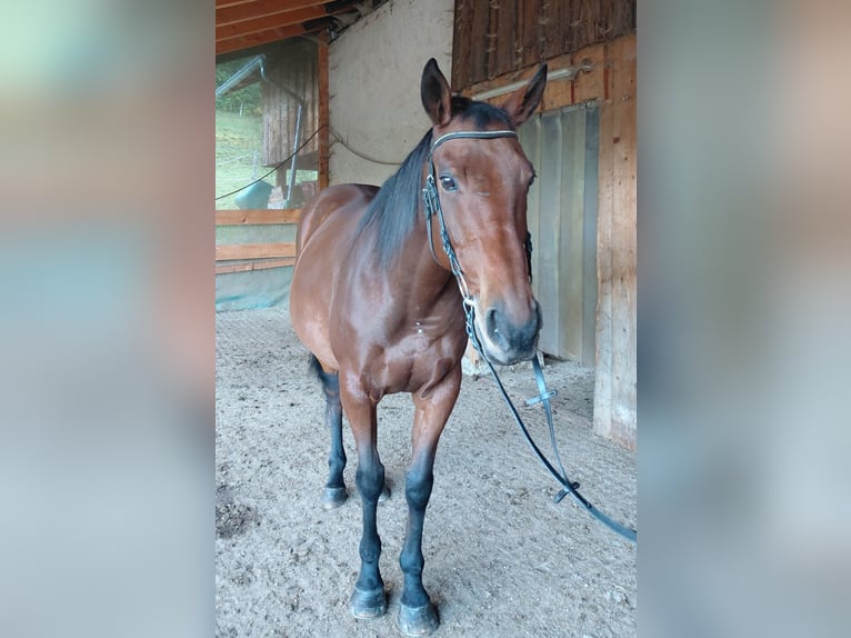 Húngaro Caballo castrado 11 años 160 cm Castaño in Immenstadt im Allgäu