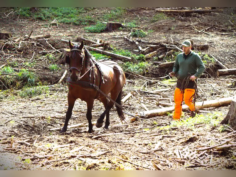 Húngaro Caballo castrado 11 años 161 cm Castaño in Mittenaar