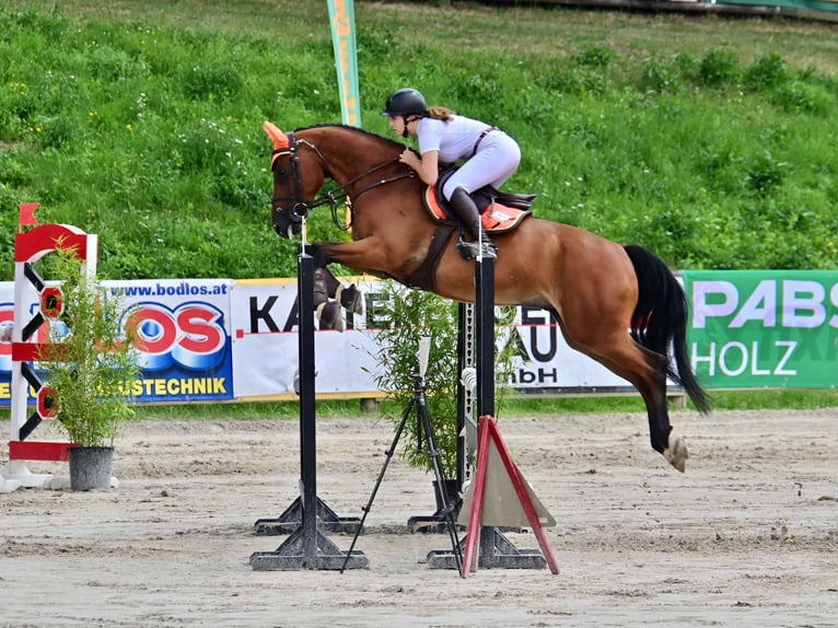 Húngaro Caballo castrado 11 años 165 cm Castaño in Fehring