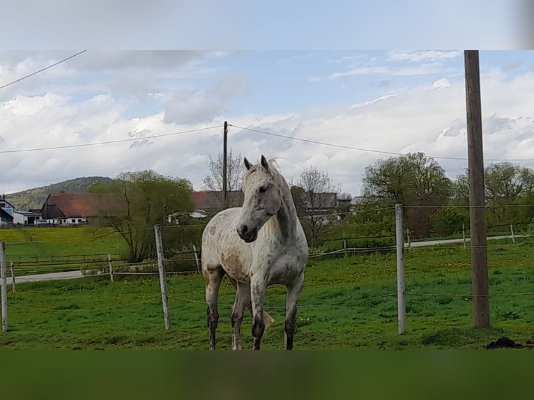 Húngaro Mestizo Caballo castrado 11 años 168 cm Tordo picazo in Freystadt