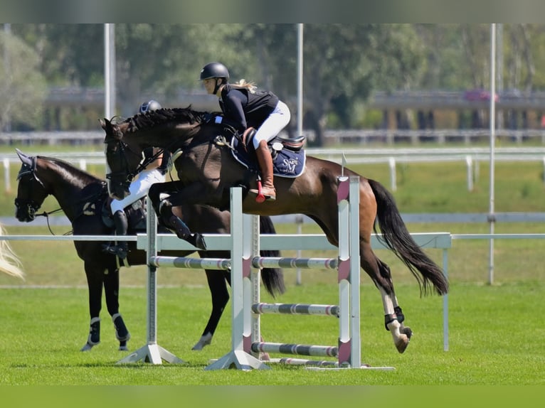 Húngaro Caballo castrado 11 años 170 cm Castaño oscuro in Zagreb