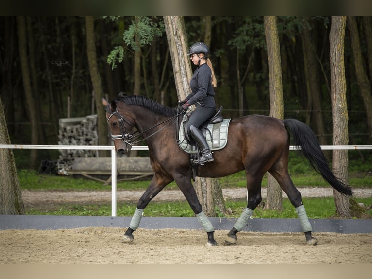 Húngaro Caballo castrado 11 años 175 cm Castaño oscuro in Nagykanizsa