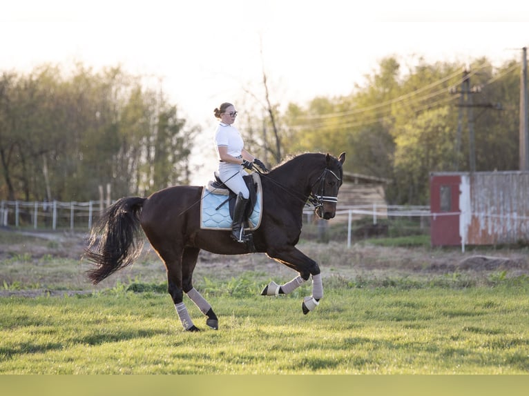 Húngaro Caballo castrado 11 años 175 cm Castaño oscuro in Nagykanizsa