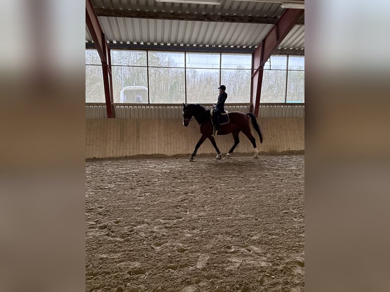 Húngaro Caballo castrado 11 años 180 cm Castaño in Loosdorf