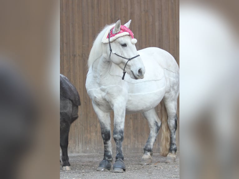 Húngaro Caballo castrado 12 años 136 cm Tordo in Krefeld
