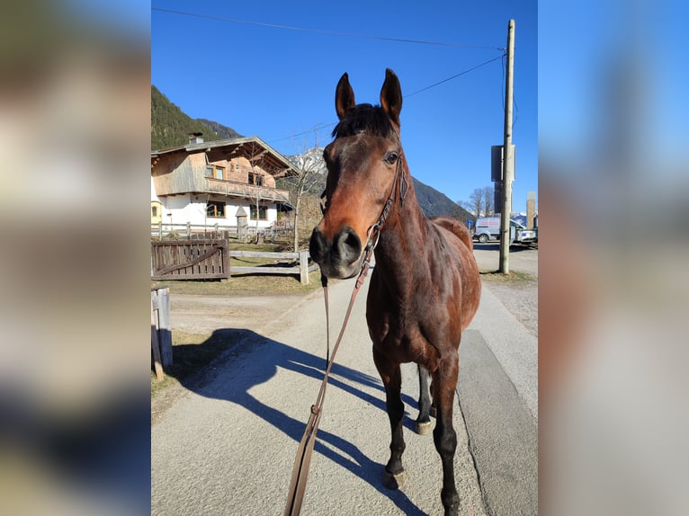 Húngaro Caballo castrado 12 años 160 cm Castaño in Maurach