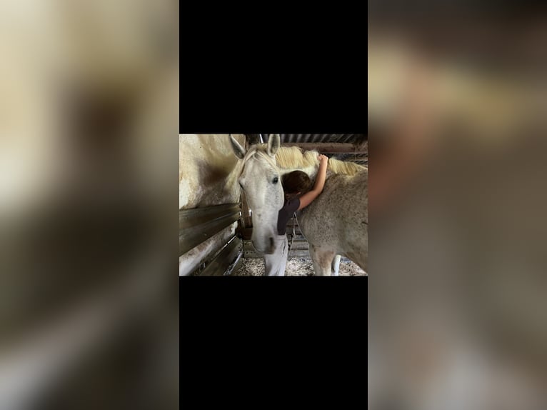 Húngaro Caballo castrado 12 años 160 cm Tordo picazo in Sinabelkirchen