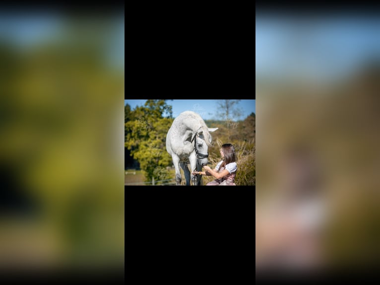 Húngaro Caballo castrado 12 años 160 cm Tordo picazo in Sinabelkirchen