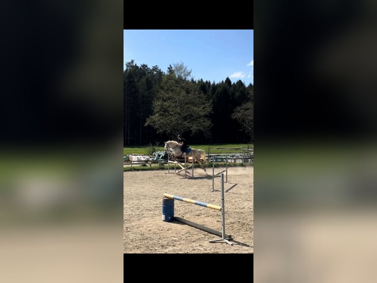 Húngaro Caballo castrado 12 años 160 cm Tordo picazo in Sinabelkirchen