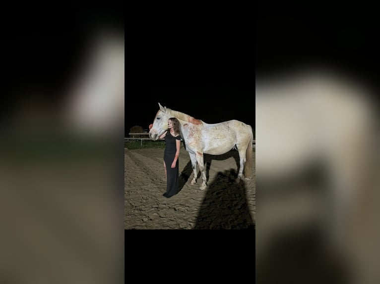 Húngaro Caballo castrado 12 años 160 cm Tordo picazo in Sinabelkirchen