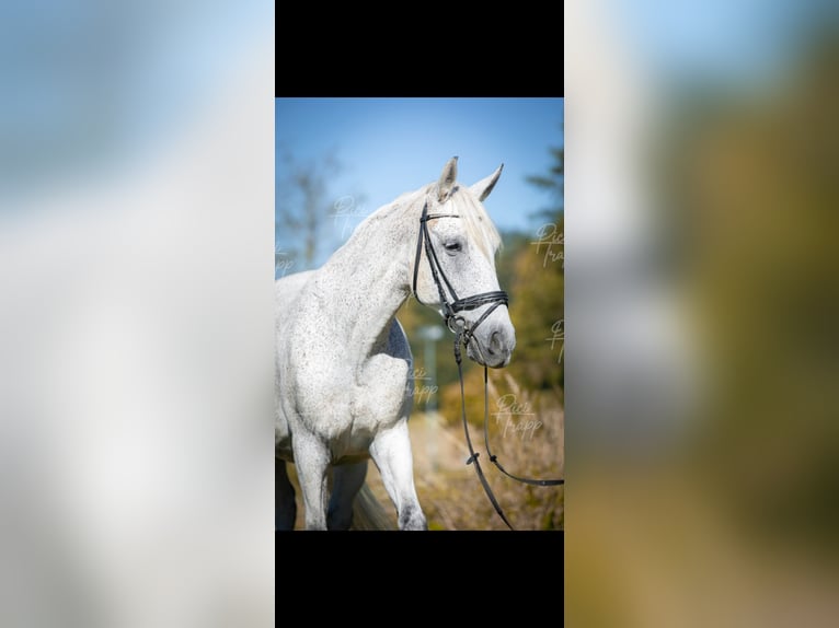 Húngaro Caballo castrado 12 años 160 cm Tordo picazo in Sinabelkirchen