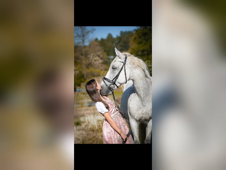 Húngaro Caballo castrado 12 años 160 cm Tordo picazo in Sinabelkirchen