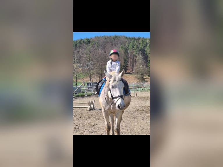 Húngaro Caballo castrado 12 años 160 cm Tordo picazo in Sinabelkirchen