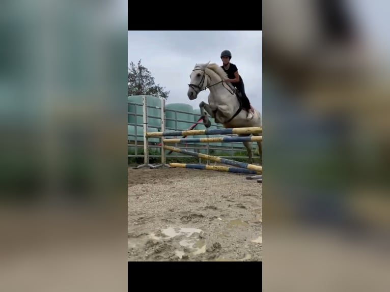 Húngaro Caballo castrado 12 años 160 cm Tordo picazo in Sinabelkirchen