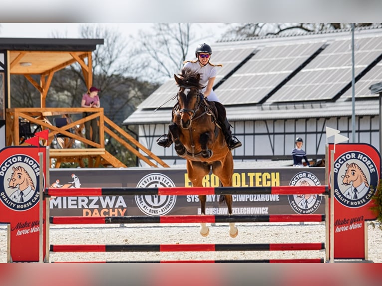 Húngaro Caballo castrado 12 años 166 cm Castaño rojizo in Wa&#x142;brzych