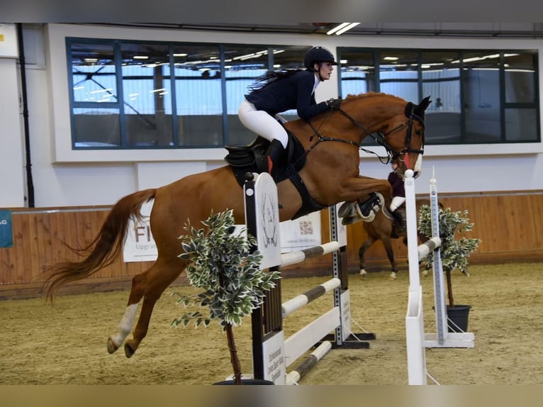 Húngaro Caballo castrado 12 años 168 cm Alazán-tostado in Békéscsaba