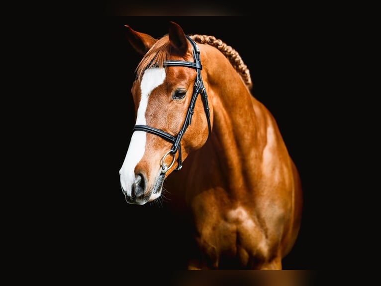 Húngaro Caballo castrado 12 años 168 cm Alazán-tostado in Békéscsaba