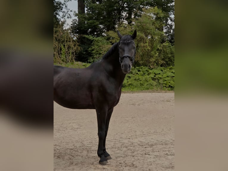 Húngaro Caballo castrado 12 años 168 cm Negro in G&#xF6;ttingen