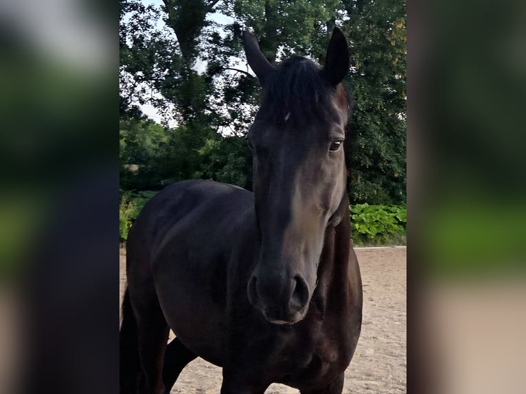 Húngaro Caballo castrado 12 años 168 cm Negro in G&#xF6;ttingen