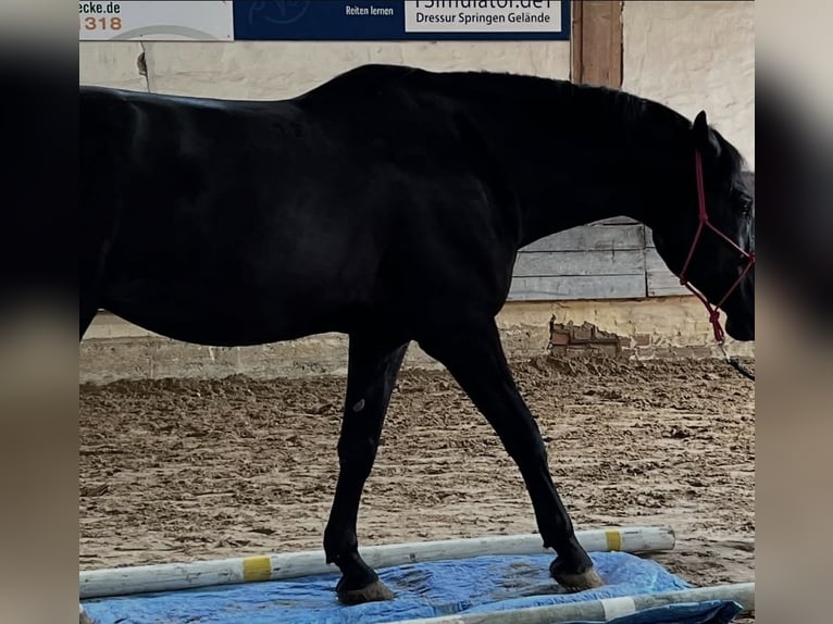 Húngaro Caballo castrado 12 años 168 cm Negro in G&#xF6;ttingen