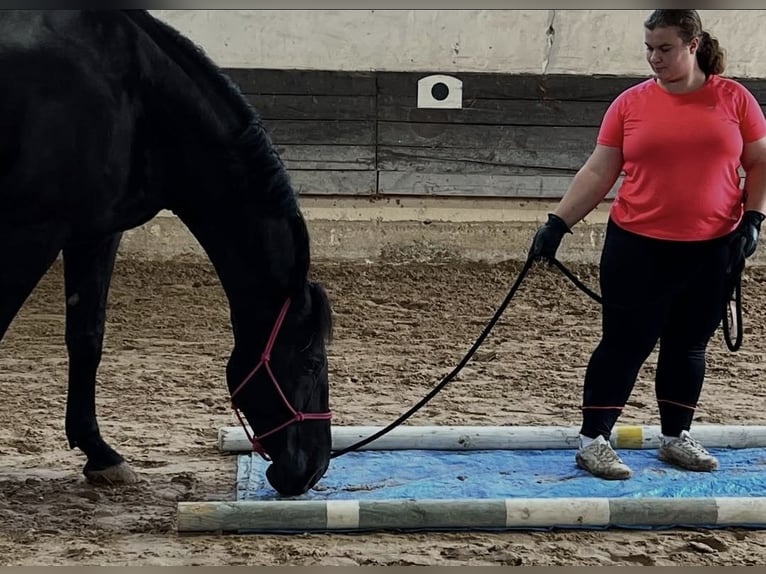 Húngaro Caballo castrado 12 años 168 cm Negro in G&#xF6;ttingen