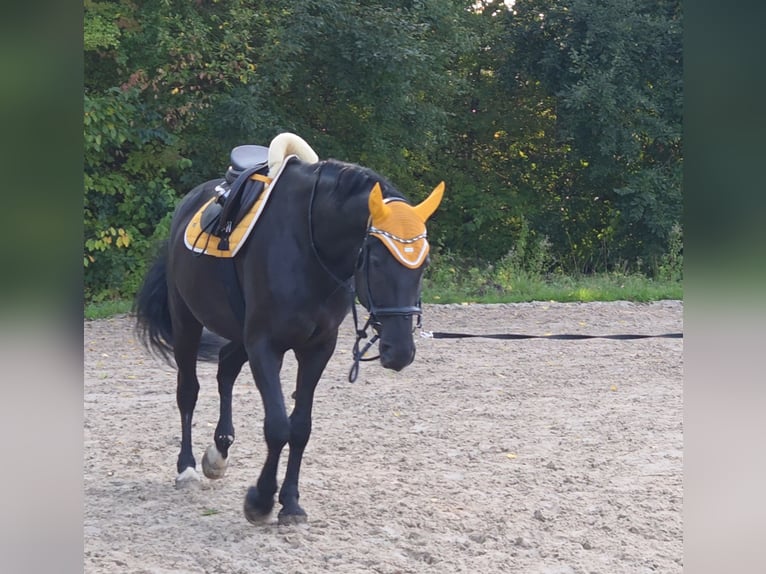Húngaro Caballo castrado 12 años 168 cm Negro in G&#xF6;ttingen