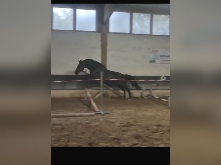Húngaro Caballo castrado 12 años 168 cm Negro in G&#xF6;ttingen
