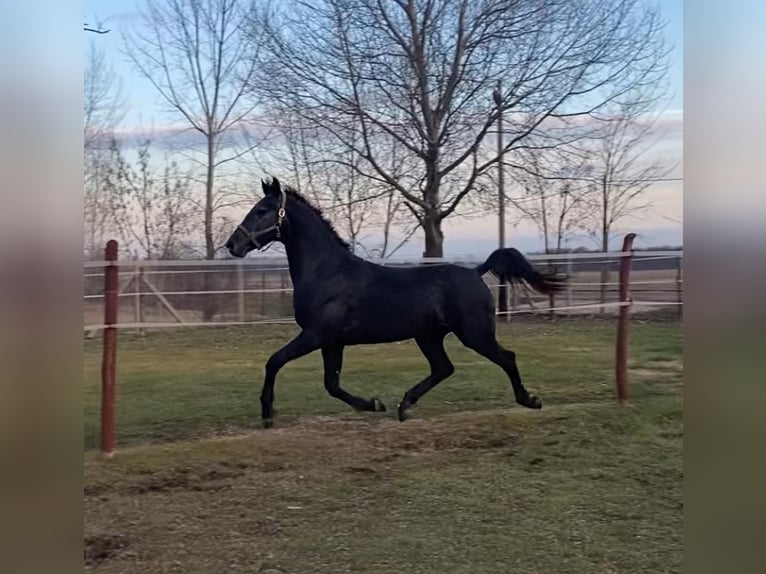 Húngaro Caballo castrado 13 años 165 cm Tordo in Tass