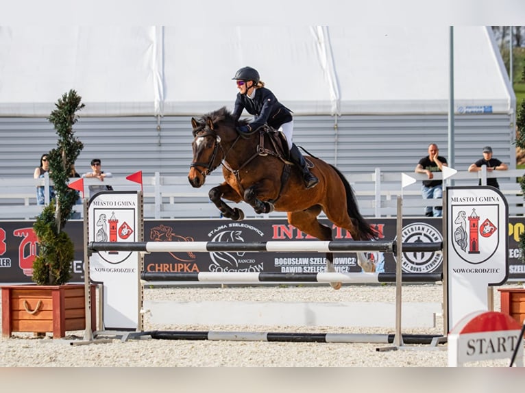 Húngaro Caballo castrado 13 años 166 cm Castaño rojizo in Wałbrzych