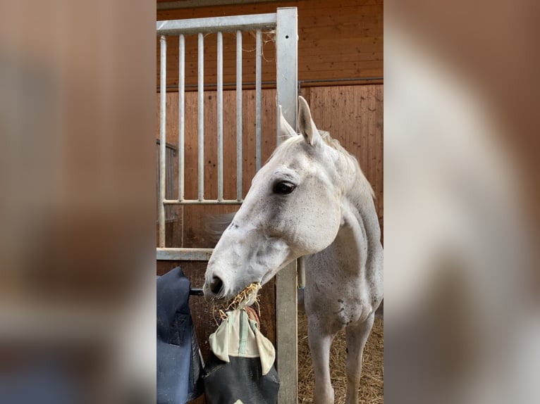 Húngaro Caballo castrado 14 años 158 cm Tordo picazo in T&#xF6;ging